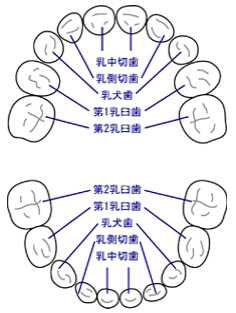 乳歯の名前